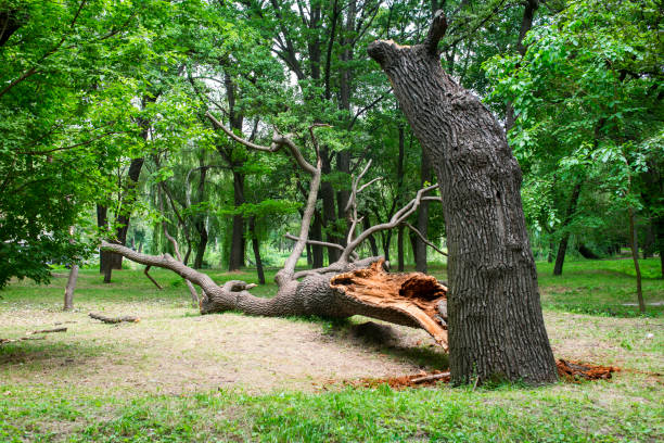 How Our Tree Care Process Works  in  Montezuma, IA