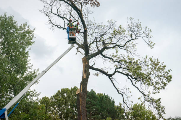 Best Utility Line Clearance  in Montezuma, IA