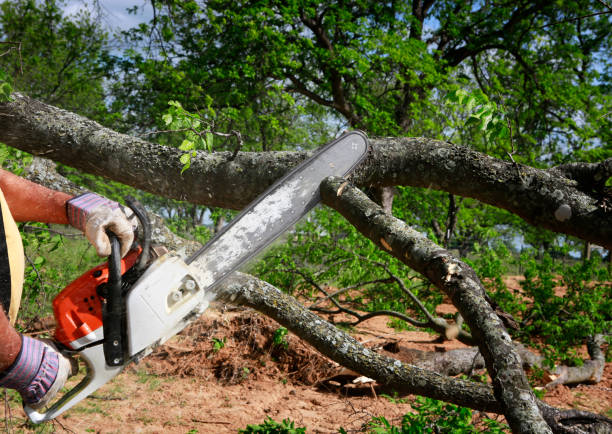 Trusted Montezuma, IA Tree Care Experts